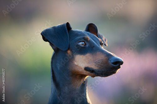 Fotografie Head of manchester terrier, black and tan, looking to the right