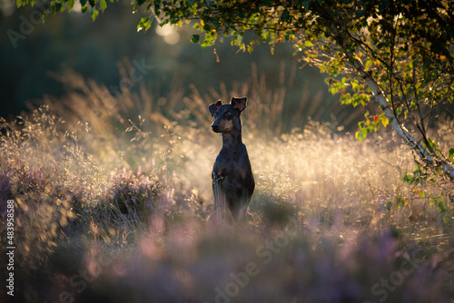 Foto Manchester terrier dog in field of heather and backlit grasses