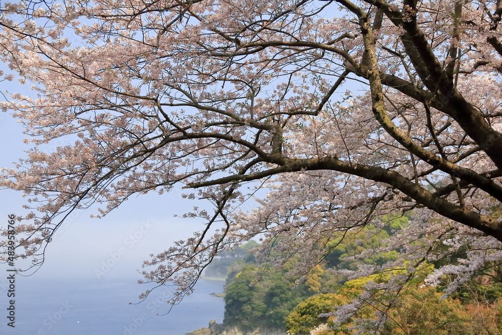 海沿いの桜 海沿いの桜