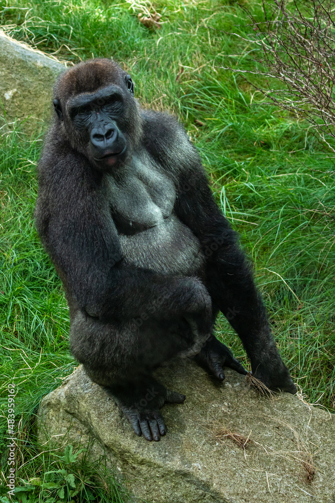 Naklejka premium Gorillas are ground-dwelling, predominantly herbivorous apes, Sub-Saharan Africa