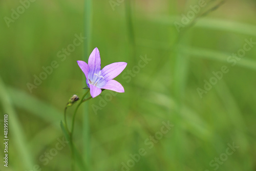 Blue bell flower on blurred green background. Wildflower on summer meadow