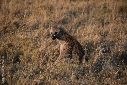 hyena 