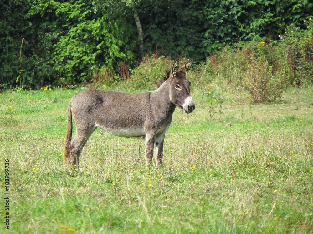 portrait of a pretty donkey standing in the meadow portrait of a pretty donkey standing in the meadow