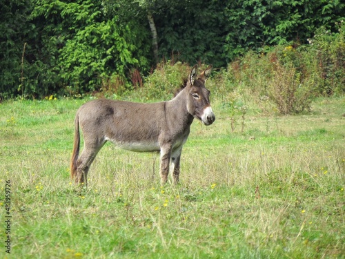 portrait of a pretty donkey standing in the meadow