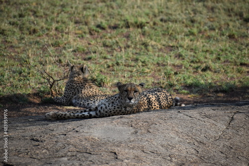 cheetah laying down