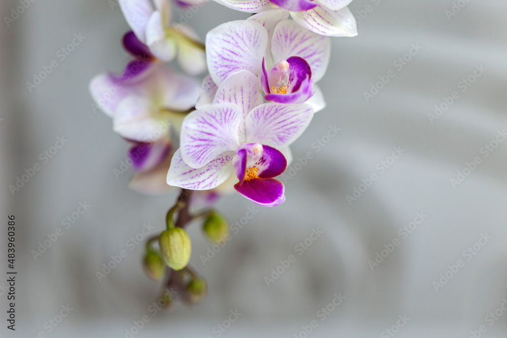 Blossom white orchid flowers
