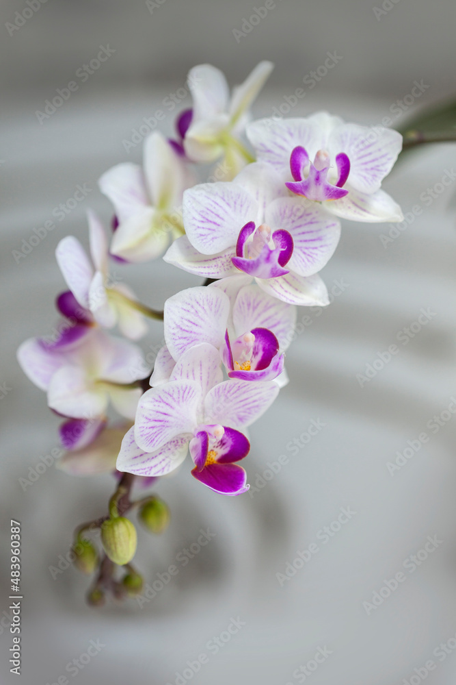 Blossom white orchid flowers