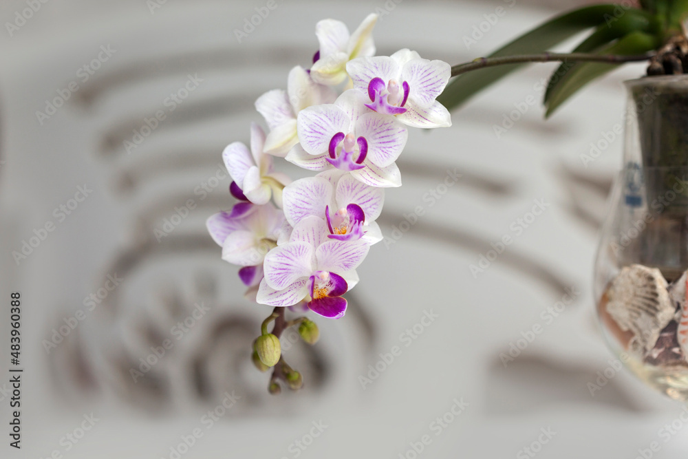Blossom white orchid flowers