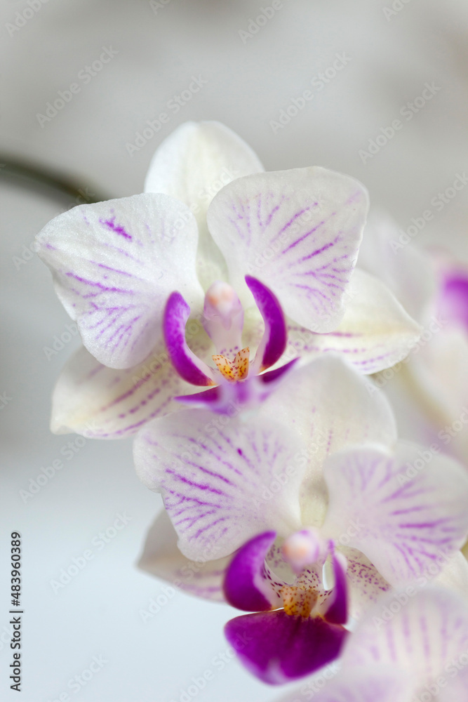 Blossom white orchid flowers