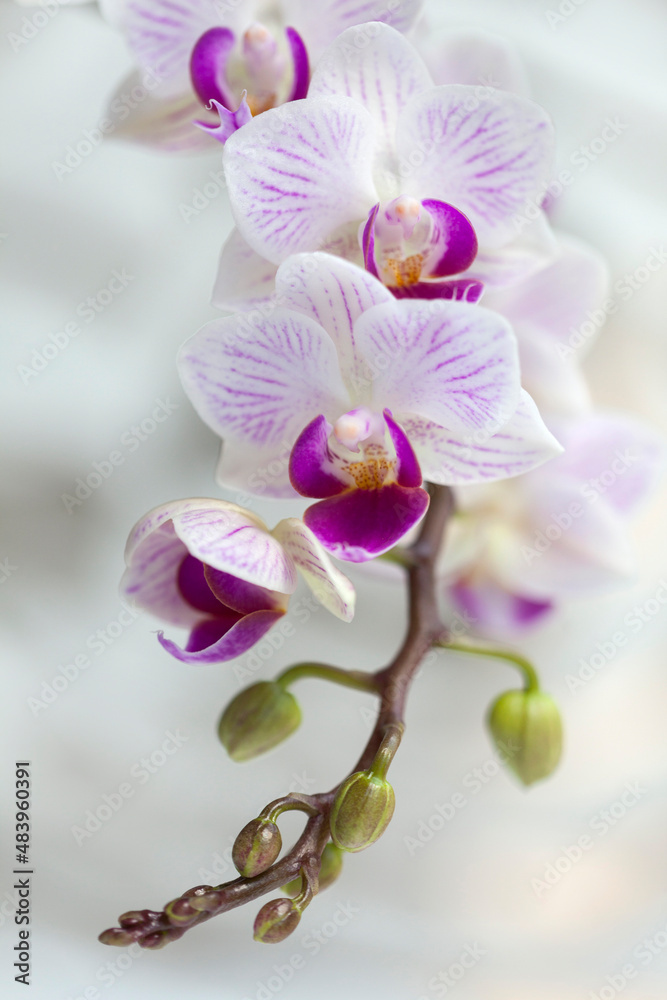 Blossom white orchid flowers