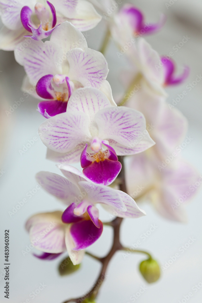 Blossom white orchid flowers