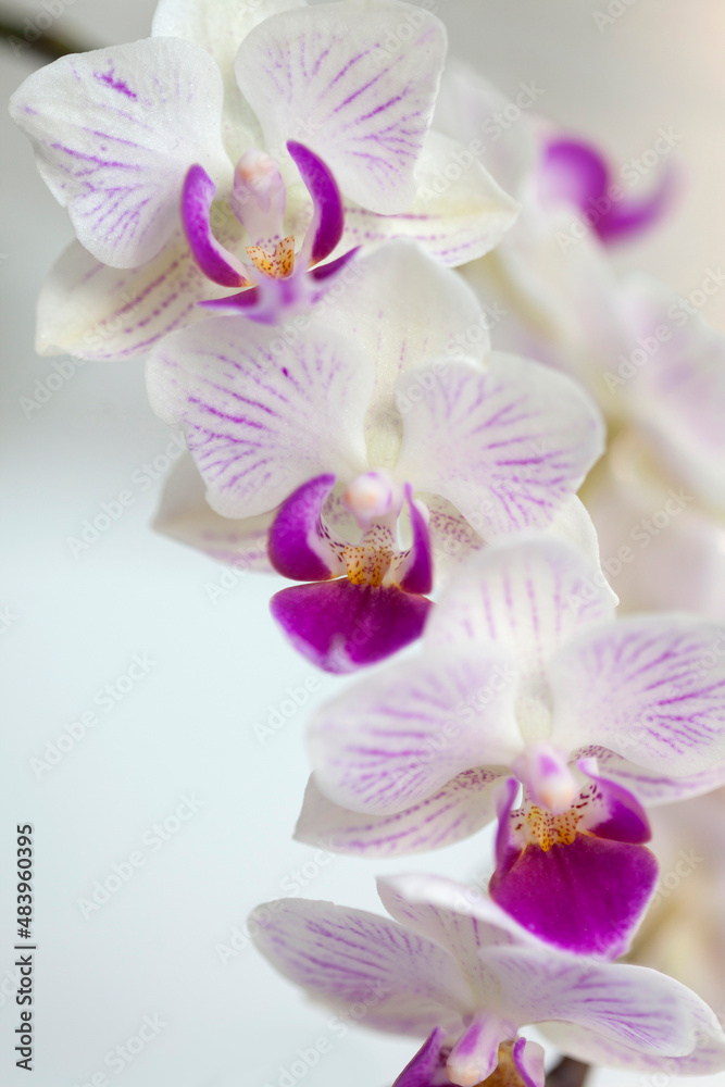 Blossom white orchid flowers