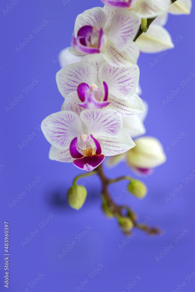 Blossom white orchid flowers