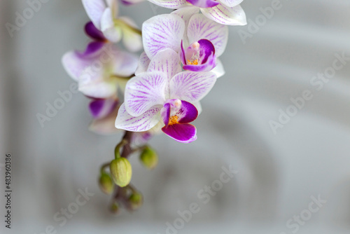 Obraz na płótnie Blossom white orchid flowers
w salonie