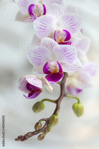 Obraz na płótnie Blossom white orchid flowers
w salonie