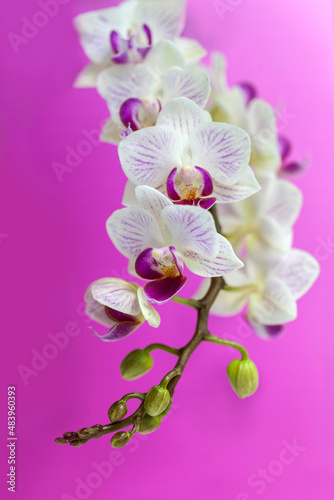 Blossom white orchid flowers 