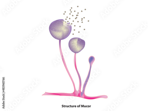 structure of mucor (mucor anatomy) photo