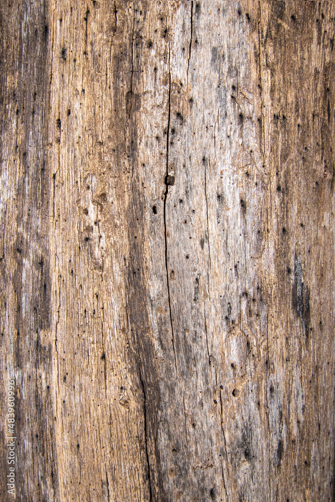 The crack on the surface of the cut wood, wood texture