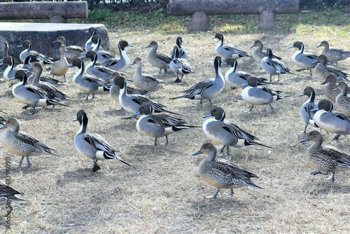 琵琶湖のカモ鴨