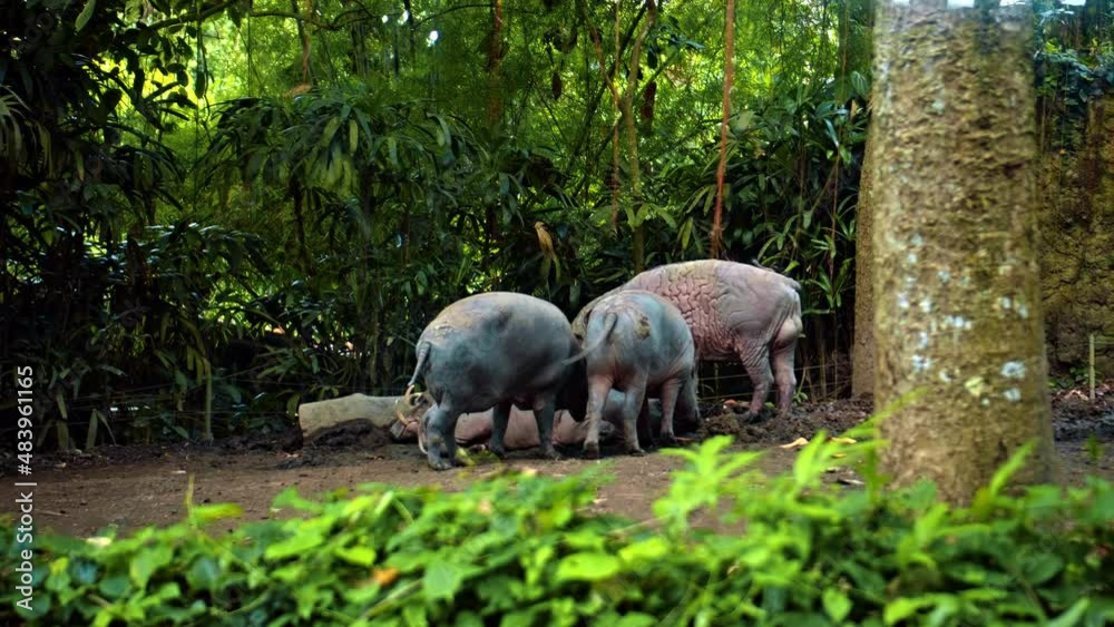 African boar stands in nature on the ground with forest on the background African boar stands in nature on the ground with forest on the background