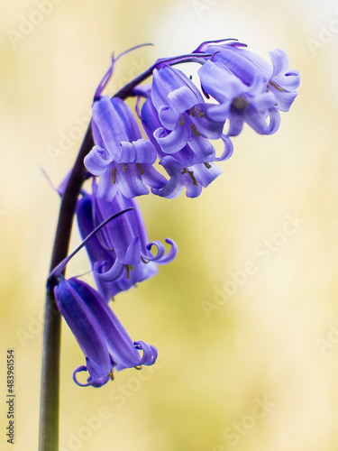 Hyacinth called Blue Bells macro