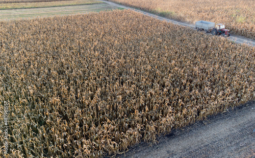 ripe corn field in Vojvodina seen from above