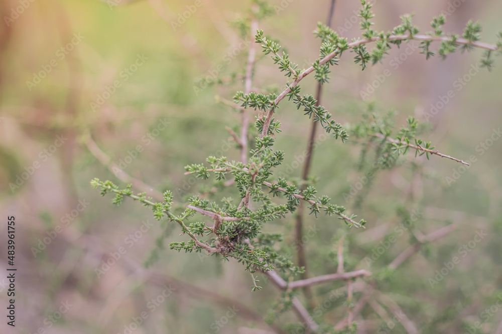 Asparagus bush in the forest, sprengeri plant, fresh green leaves Asparagus bush in the forest, sprengeri plant, fresh green leaves