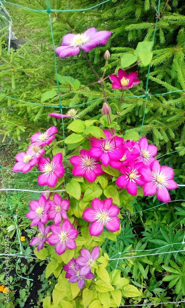 Fototapeta premium pink flowers in the garden
