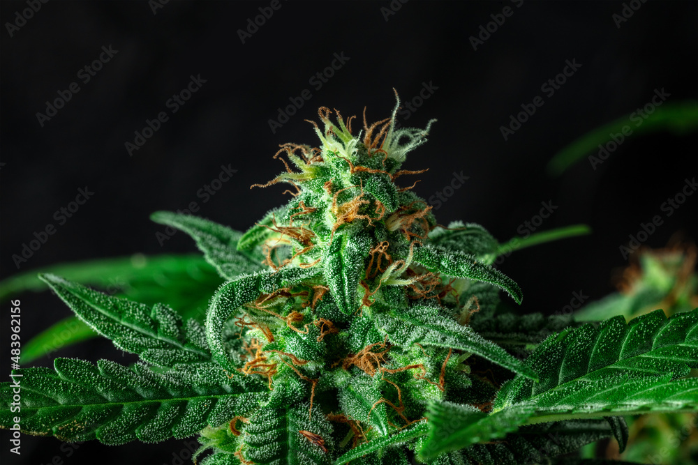 Blooming cannabis plant with white and yellow stigmas on flowers, on a black background with copy space. Cultivating medicinal marijuana Blooming cannabis plant with white and yellow stigmas on flowers, on a black background with copy space. Cultivating medicinal marijuana