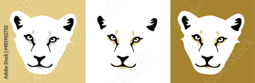Muso di leonessa cucciolo leone felino selvatico feroce savana safari photo