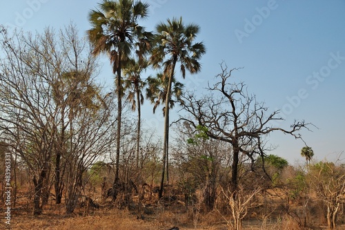 Biotop der Erdbeek  pfchen  Agapornis lilianae  im S  dluangwa-Nationalpark  Sambia.