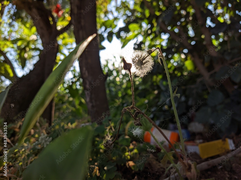 person picking up apples in a tree