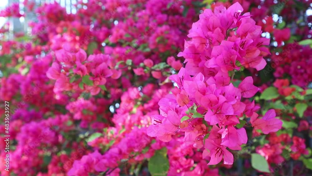 Bougainvillea glabra, the lesser bougainvillea or paperflower, in a windy day, Selective focus image. Bougainvillea glabra, the lesser bougainvillea or paperflower, in a windy day, Selective focus image.
