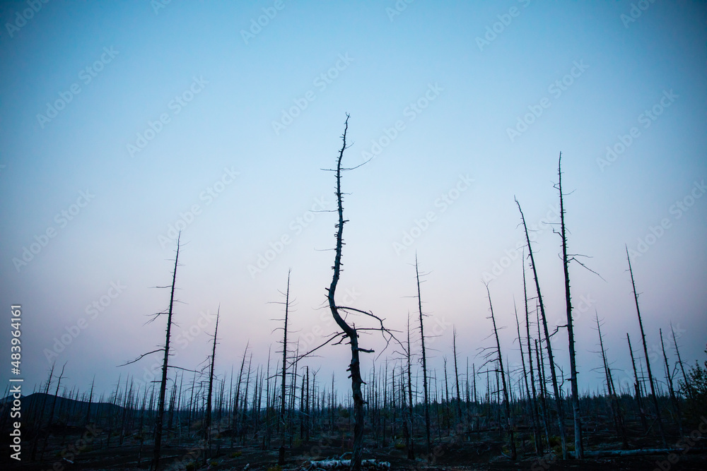 Fototapeta premium Forest sunrise on the volcano