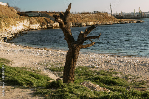Old tree with sawn off branches on bank of sea