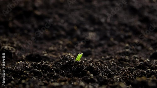 Wallpaper Mural Growing Plants Sprouts Germination. New Born, New Life in Spring Agriculture Concept. Torontodigital.ca