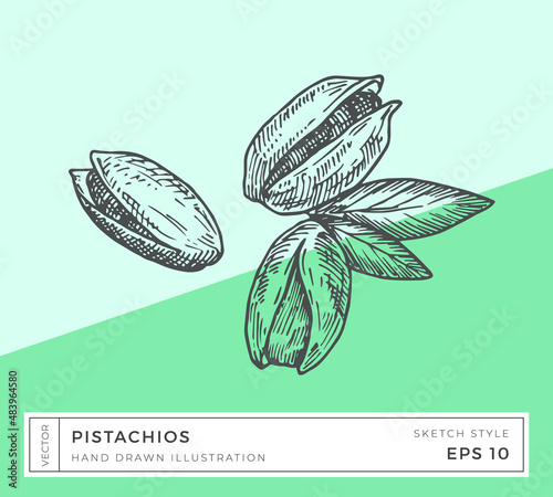Hand Drawn Vector Pistachios Nuts Illustration. Vegan Plant Based Food Drawing with Colorful Background Isolated