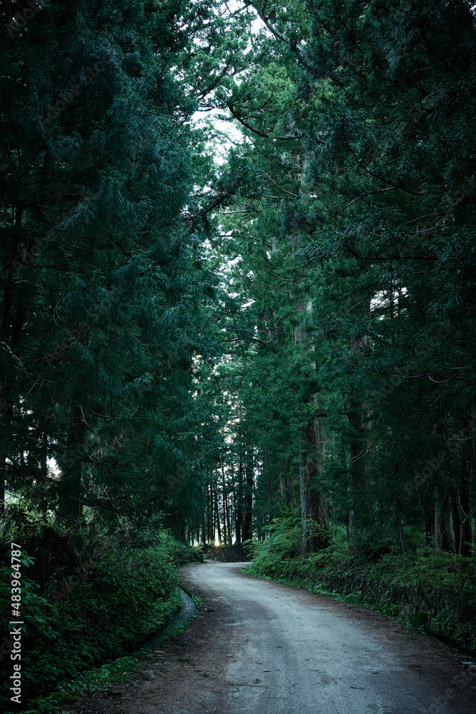 Fototapeta premium A path leading to a cedar forest
