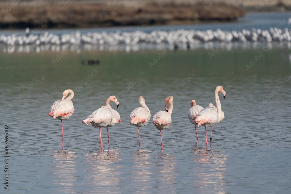 Greater Flamingo (Phoenicopterus roseus) feeding in the lake