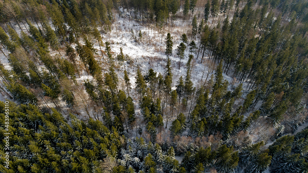The spruce forest in the Zlote Mountains in Lower Silesia (Poland)