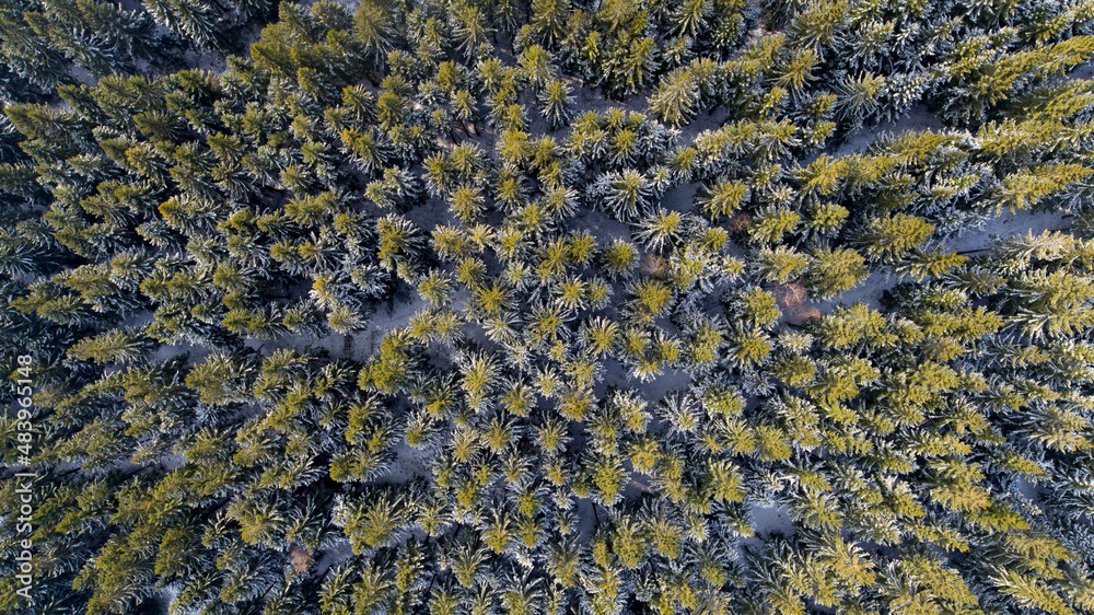 Spruce forest in the Lower Silesia (Zlote Mountains)