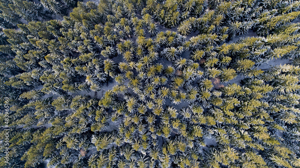 Spruce forest in the Lower Silesia (Zlote Mountains)