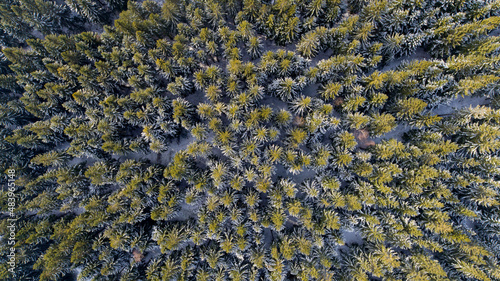 Obraz na płótnie Spruce forest in the Lower Silesia (Zlote Mountains) w salonie