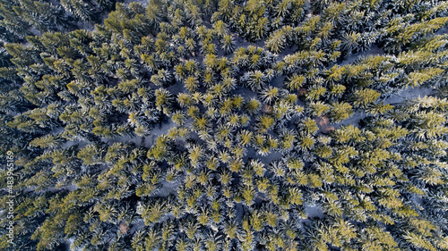 Obraz na płótnie Spruce forest in the Lower Silesia (Zlote Mountains) w salonie