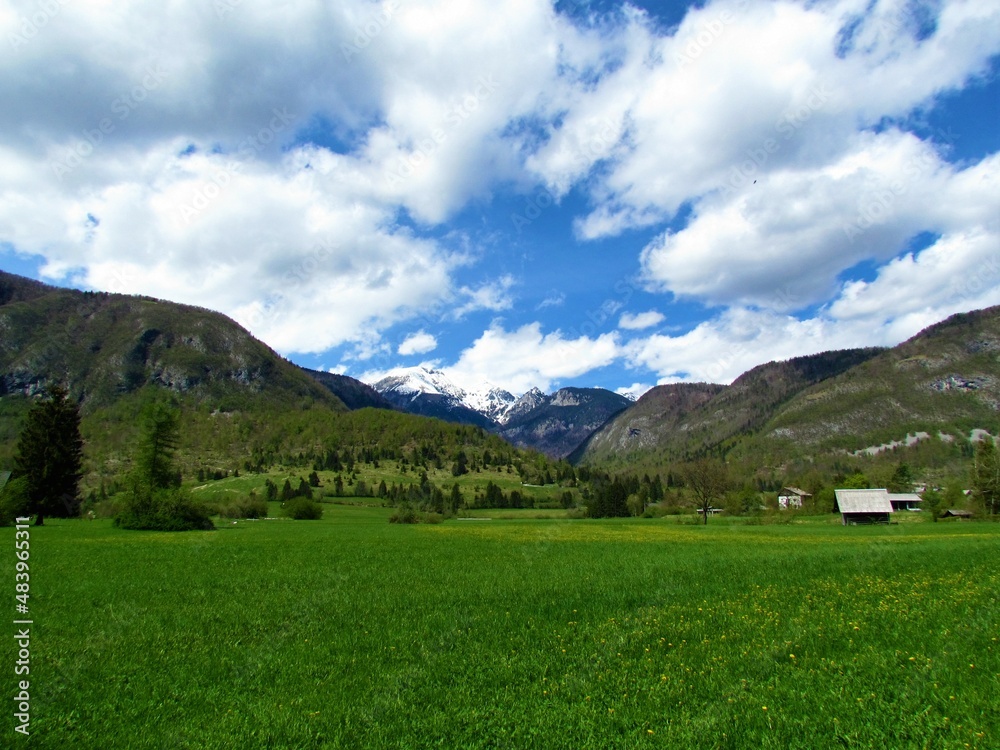 Fototapeta premium Beautiful Bohinj countryside with a meadow and trees in front and snow covered peak in the background and white clouds in blue sky in Gorenjska, Slovenia
