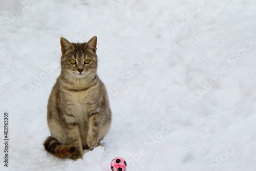 Baby Cat in Snow