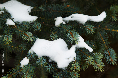 Snow on Blue Spruce