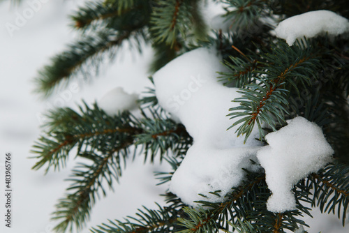 Snow on Blue Spruce