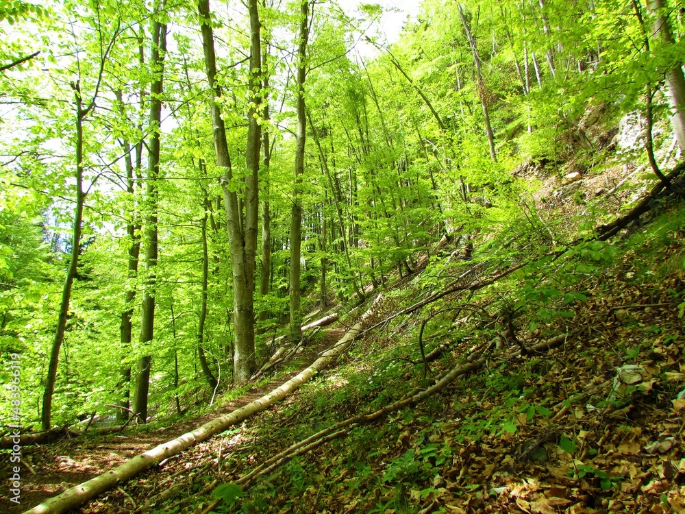 Obraz premium Beech forest with bright green foliage and a path leading through