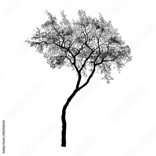  Autumn or winter tree with a curved trunk and dry leaves. Black silhouette on a white background. Hand draw vector design element . Sketch style. .